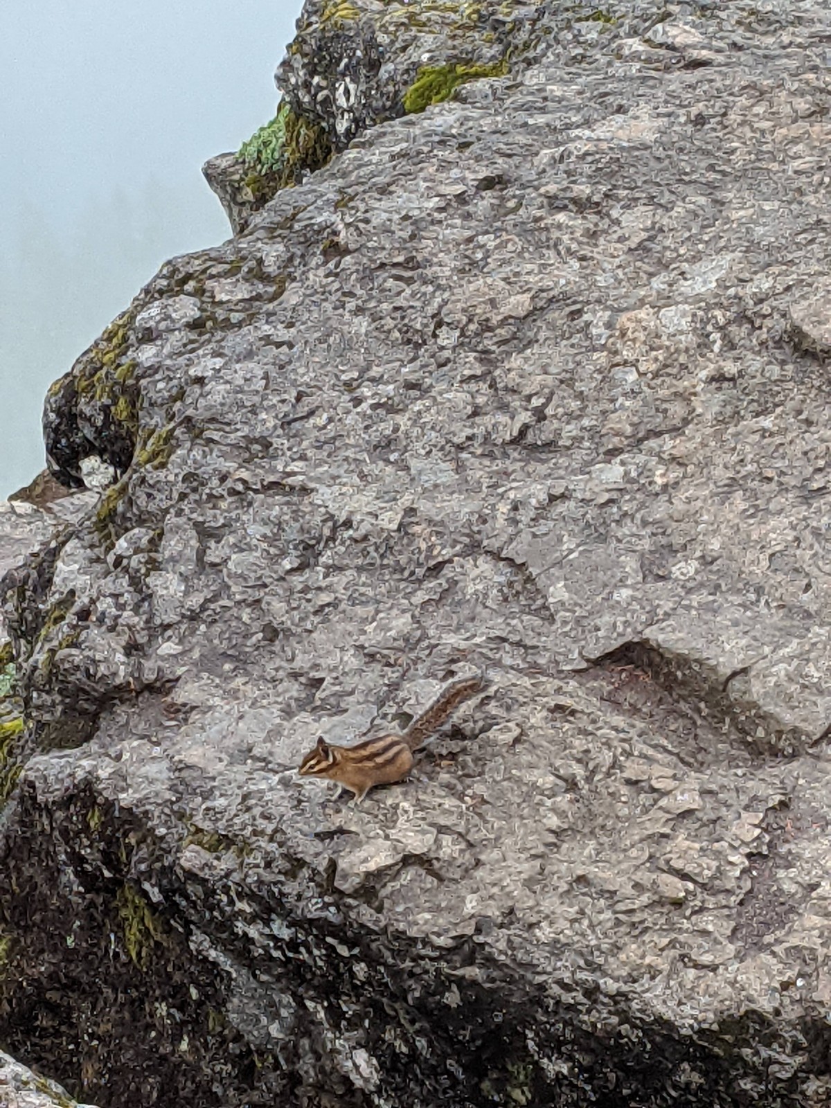 june_2021_baby_squirrel.jpg